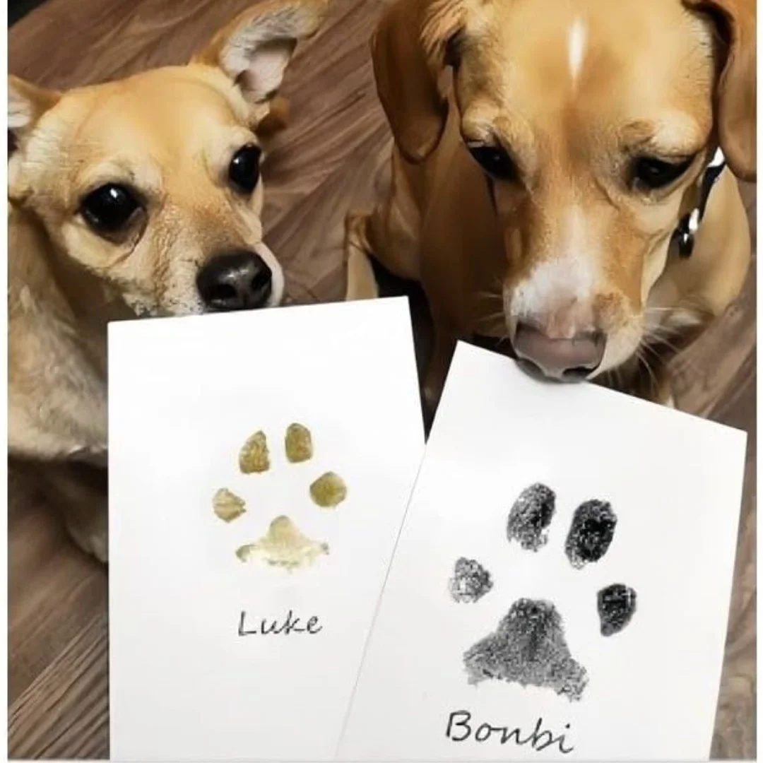 Cat Dog Paw Print Ink Kit Pad  - Footprint Ink Kit recension och pris
